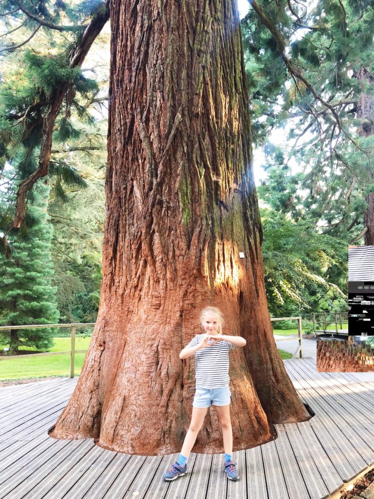 sequoia bomen Mainau eiland, made by ellen